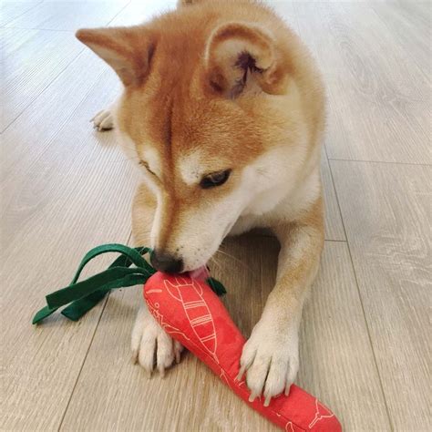 狗 狗 紅 蘿蔔